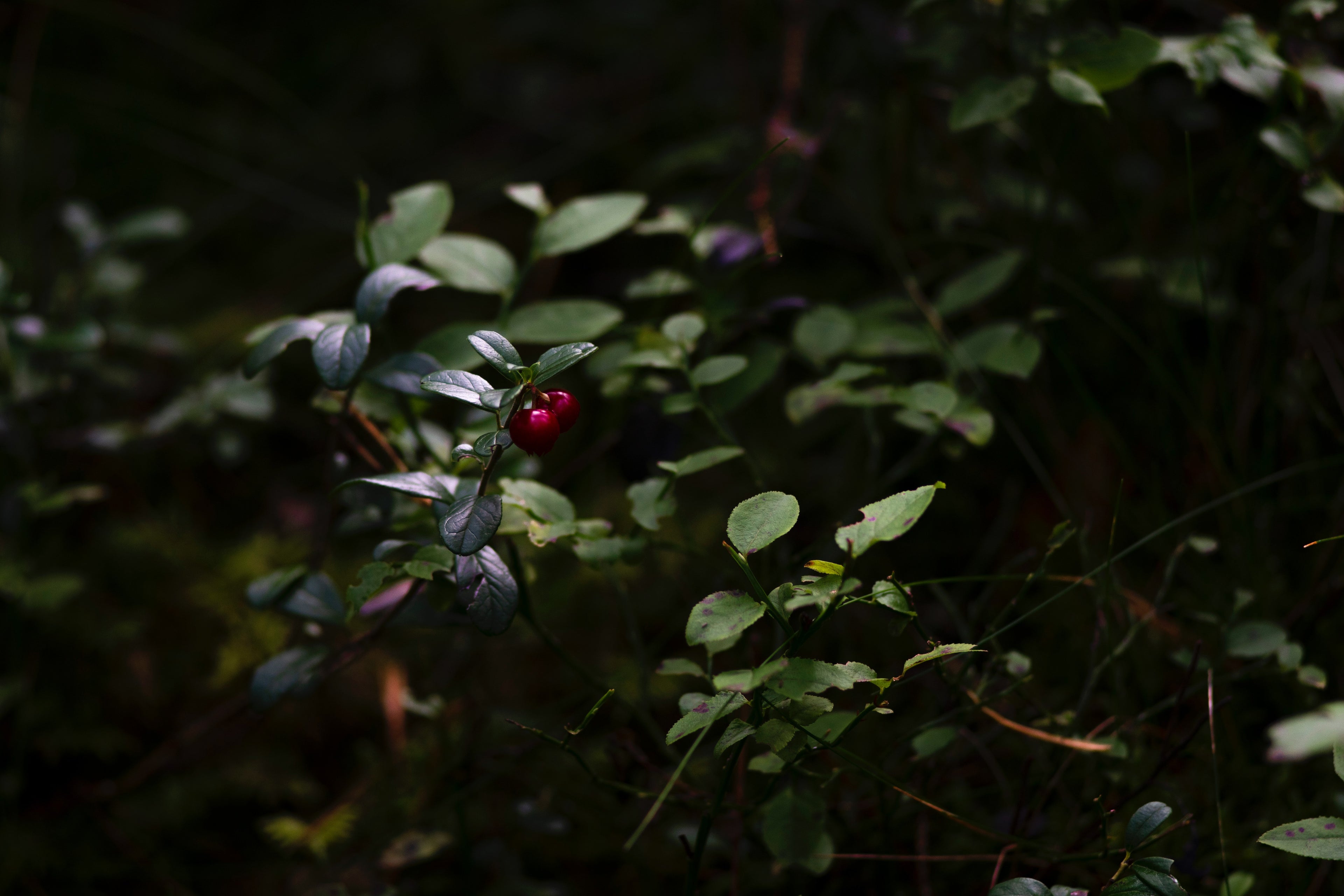 Plants in the forest with purple berries