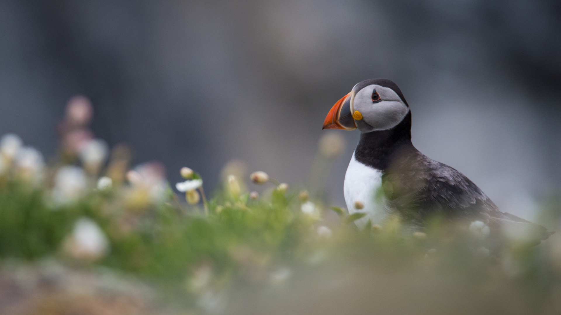 A puffin