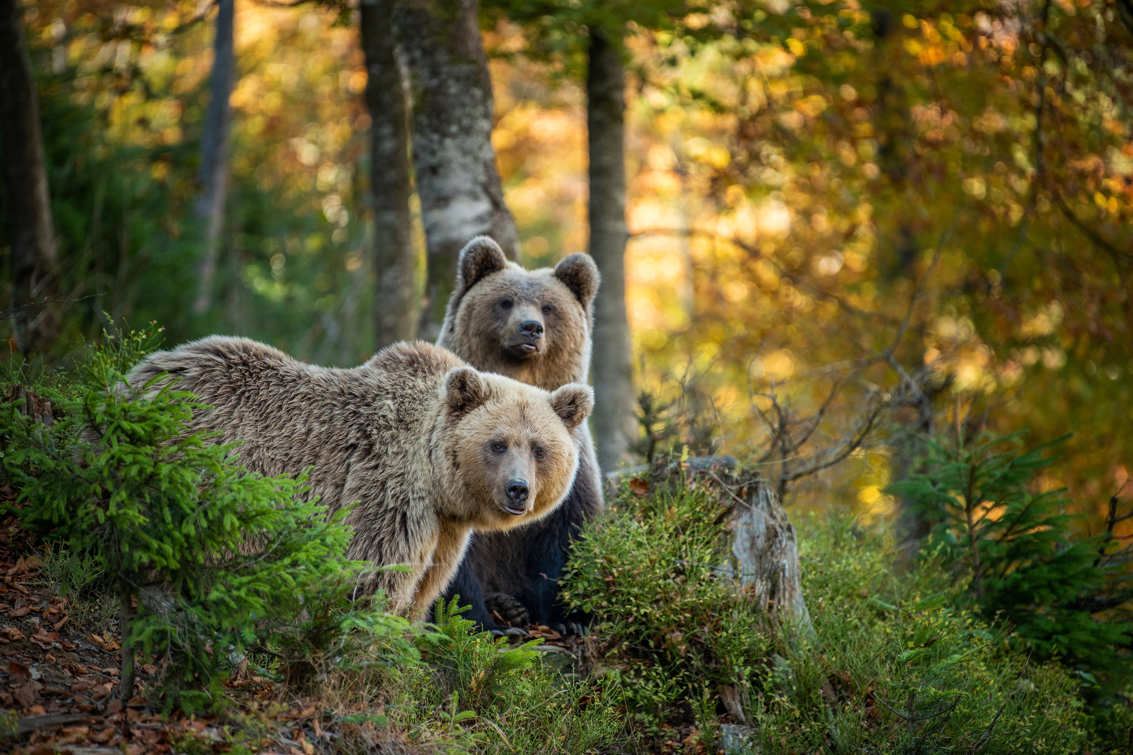 Two curious bears in the forest